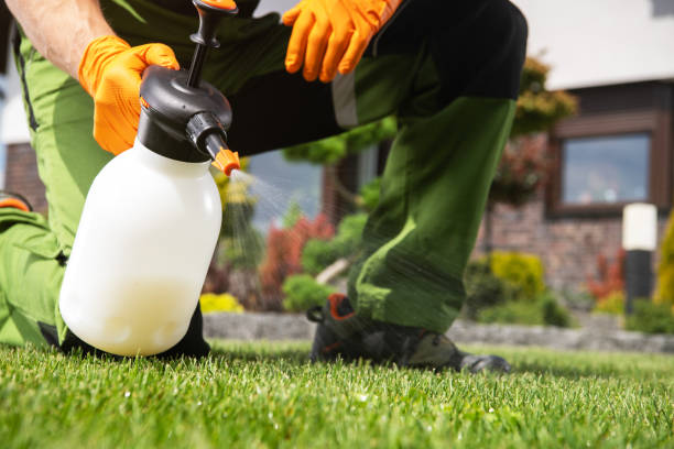 Best Ant Control Services  in Coson, OK