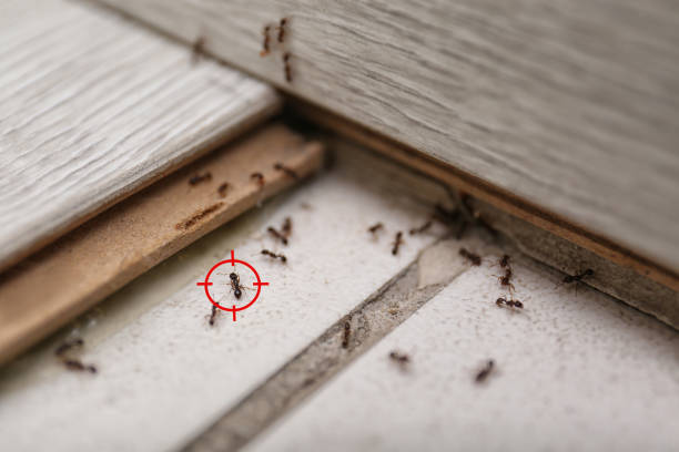 Best Wasp Removal Services  in Coson, OK