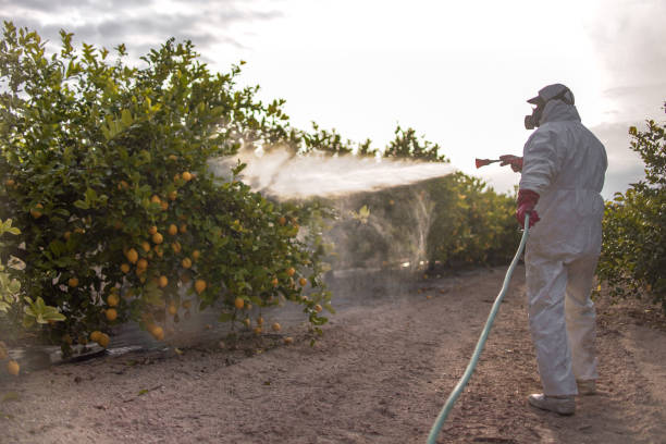 Best Mosquito Control Services  in Coson, OK