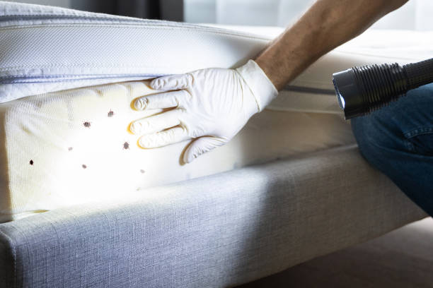 Best Local Pest Control Services  in Coson, OK