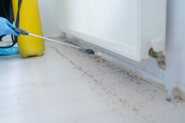 Best Local Pest Control Services  in Coson, OK