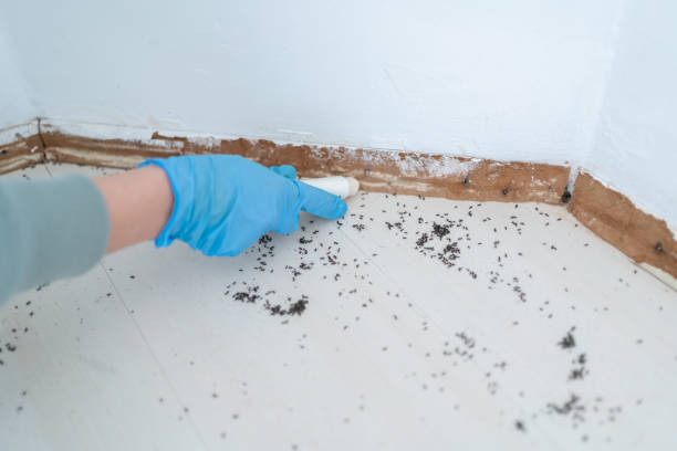 Best Residential Pest Control  in Coson, OK
